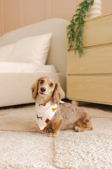 Dog Bandana in Dachshund